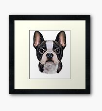 French Bulldog Puppy Face, Cute Dog Framed Print