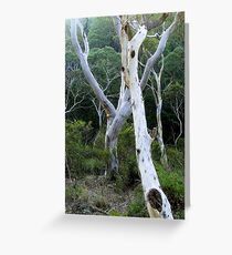 Snow Gums Greeting Card