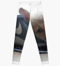 Corgi Puppy Leggings