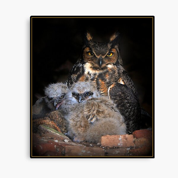 Great Horned Owl and Owlet Canvas Print