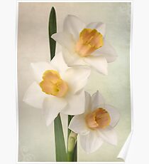 daffodils Poster