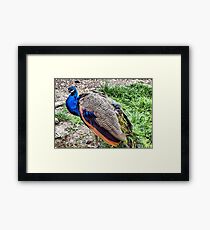 Colours Framed Print