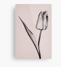 Toned Metal Print