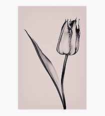 Toned Photographic Print
