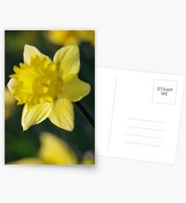 Daffodil 3 Postcards