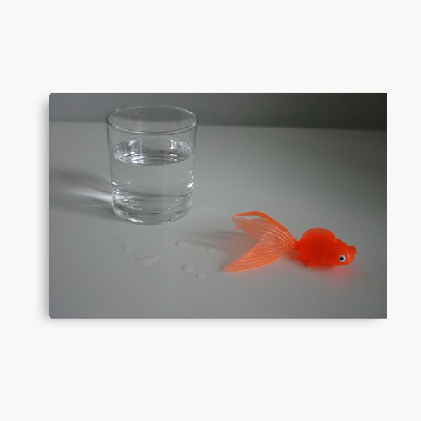 Fish Out Of Water Canvas Print