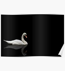 Swan on Black Background Poster