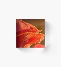 Raindrops on Salmon Rose Acrylic Block