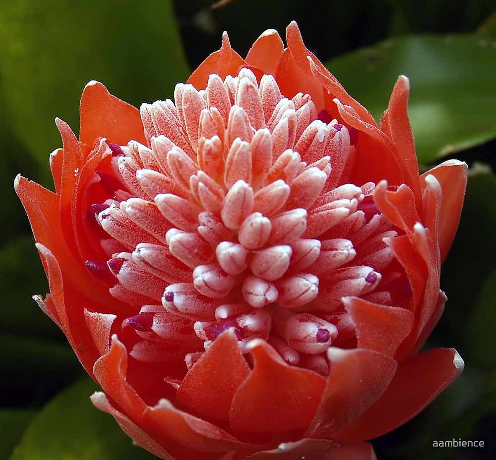 "Red sensation" by aambience | Redbubble
