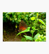 Saona Ringlet Butterfly Photographic Print