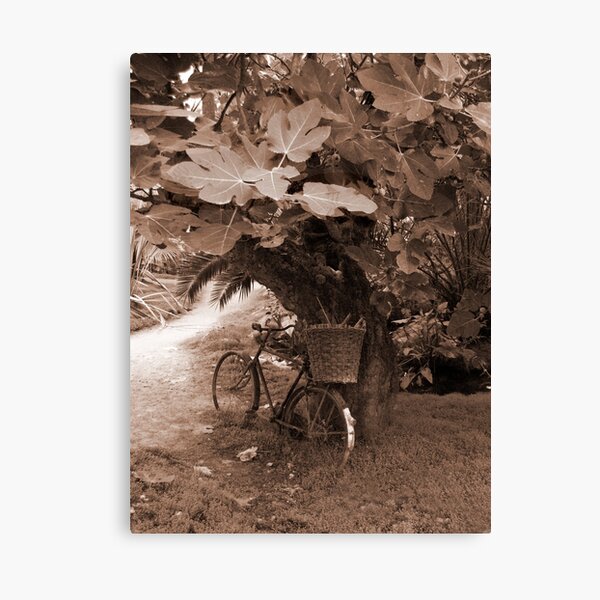 Bicycle Canvas Print