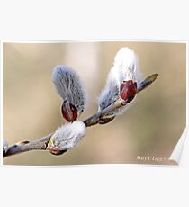 Pussywillow blooms Salix Poster