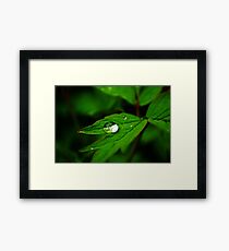 Raindrop Framed Print