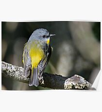 Mellow Yellow Poster