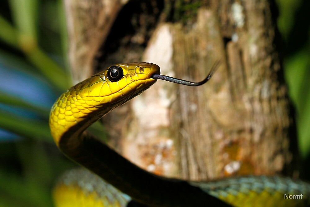 "Australian green tree snake - Dendrelaphis punctulata" by Normf