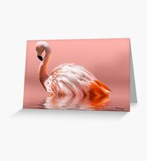 Flamingo-2010 Grußkarte