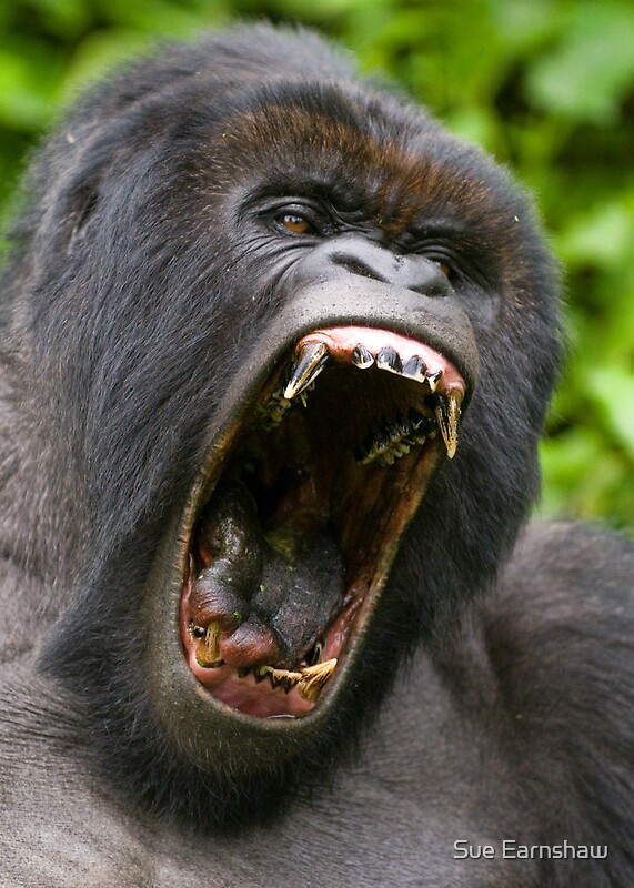 silverback gorilla strength