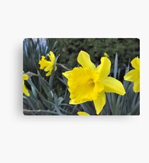 Ahhhhh... Spring... (Hershey, PA) Canvas Print