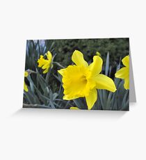 Ahhhhh... Spring... (Hershey, PA) Greeting Card
