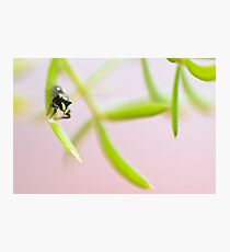 Stuntman Photographic Print