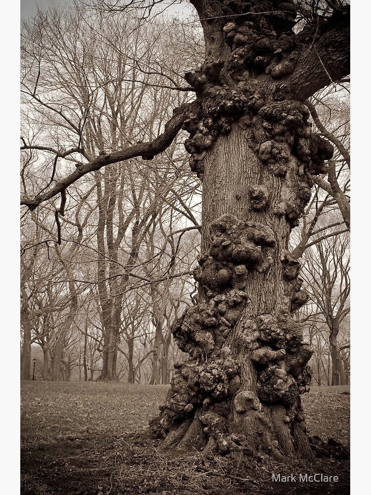 The Unforgiving by mcclare