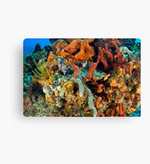 Coral, Marine Life Canvas Print