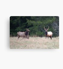 Elk Canvas Print