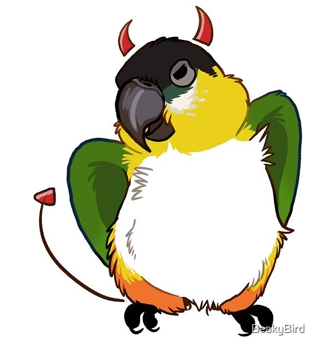 caique plush