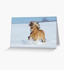 Norwegian horse galloping in snow Greeting Card