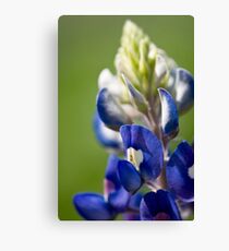 Bluebonnet 2 Canvas Print