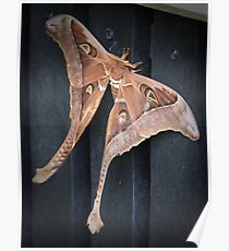 male hercules moth - north queensland Poster