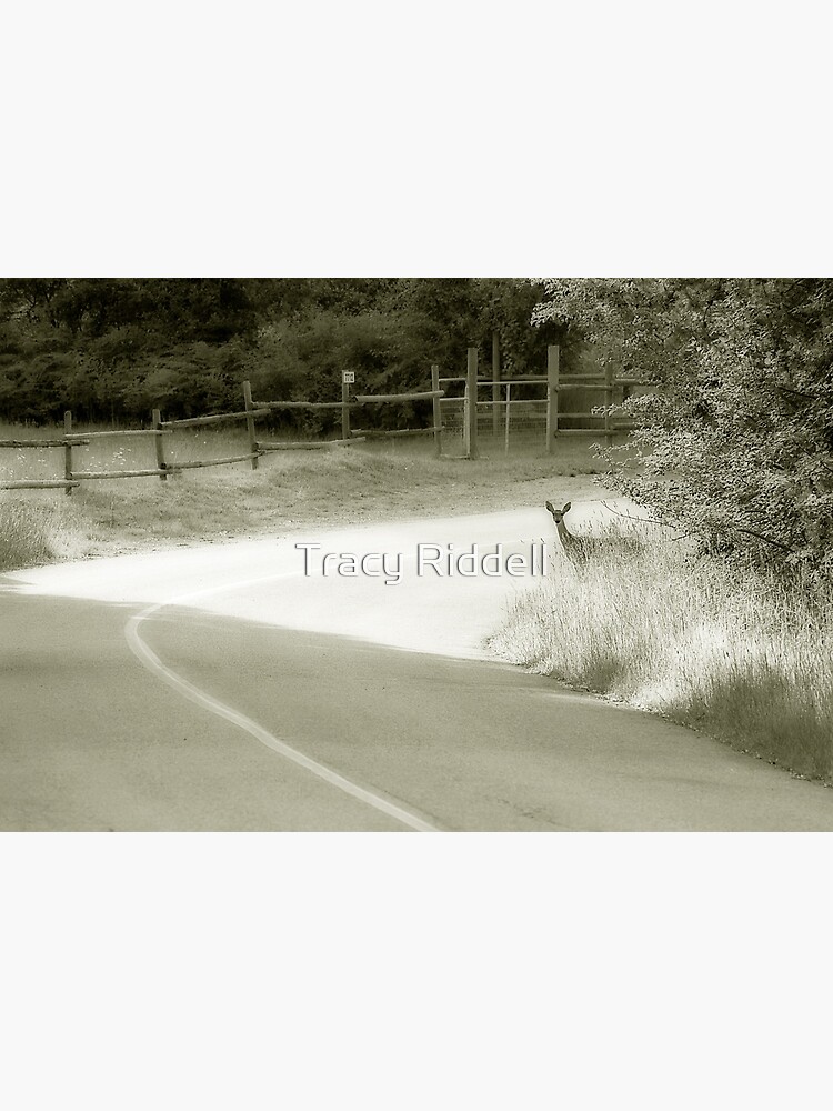 Deer Around The Bend by taos