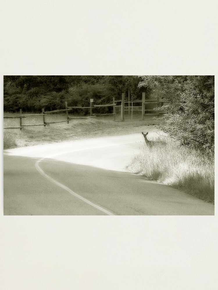 Alternate view of Deer Around The Bend Photographic Print