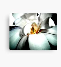Magnolia Canvas Print