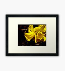 Daffodils Framed Print