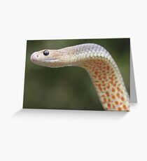 Eastern Brown Snake Greeting Card
