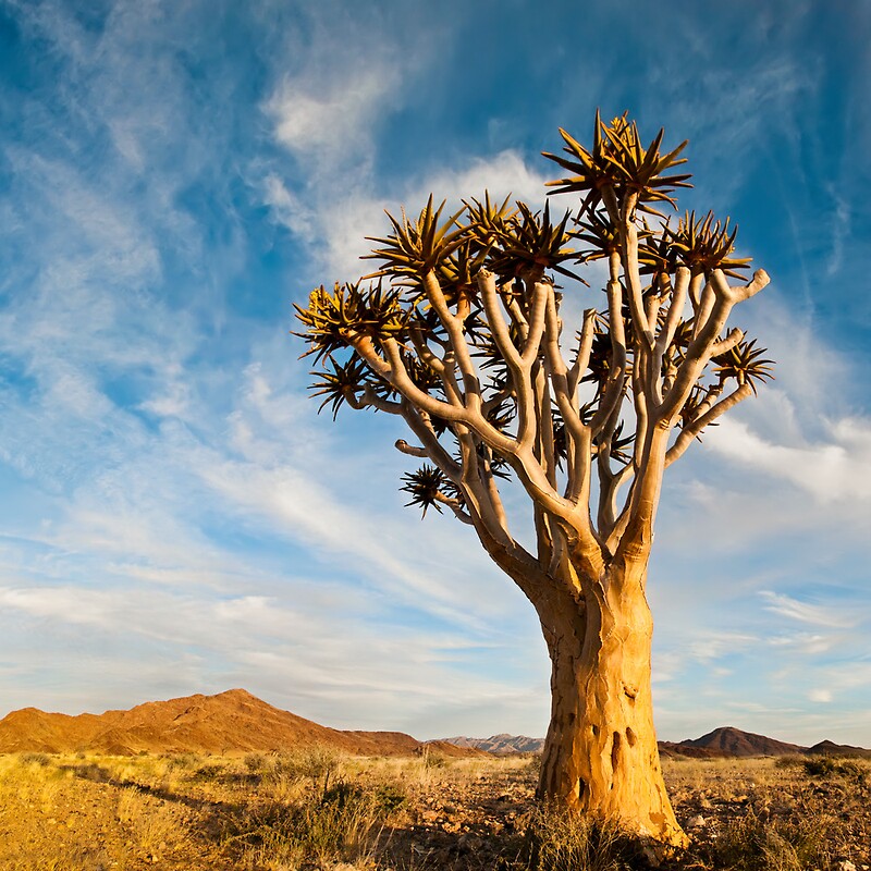"Quiver Tree Namibia" by Olwen Evans Redbubble