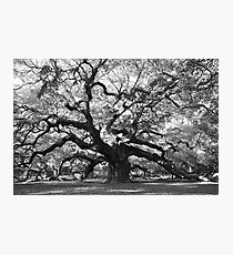 angel oak tree Photographic Print