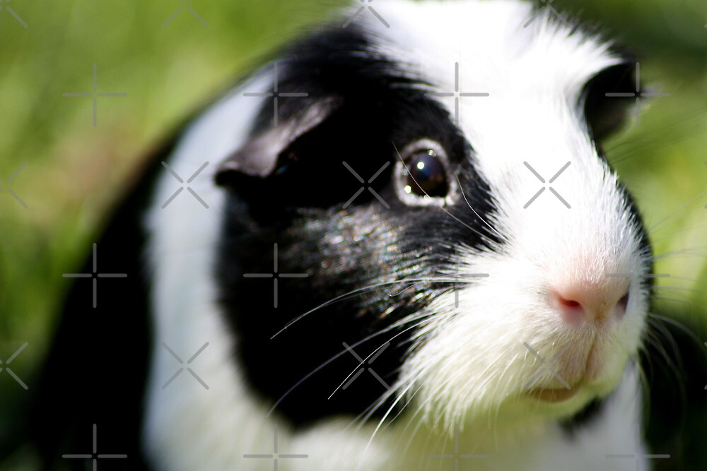 "Harry the Guinea pig" by Gemma Simpson Redbubble