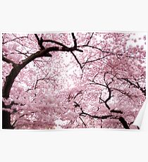 Cherry Blossoms Poster