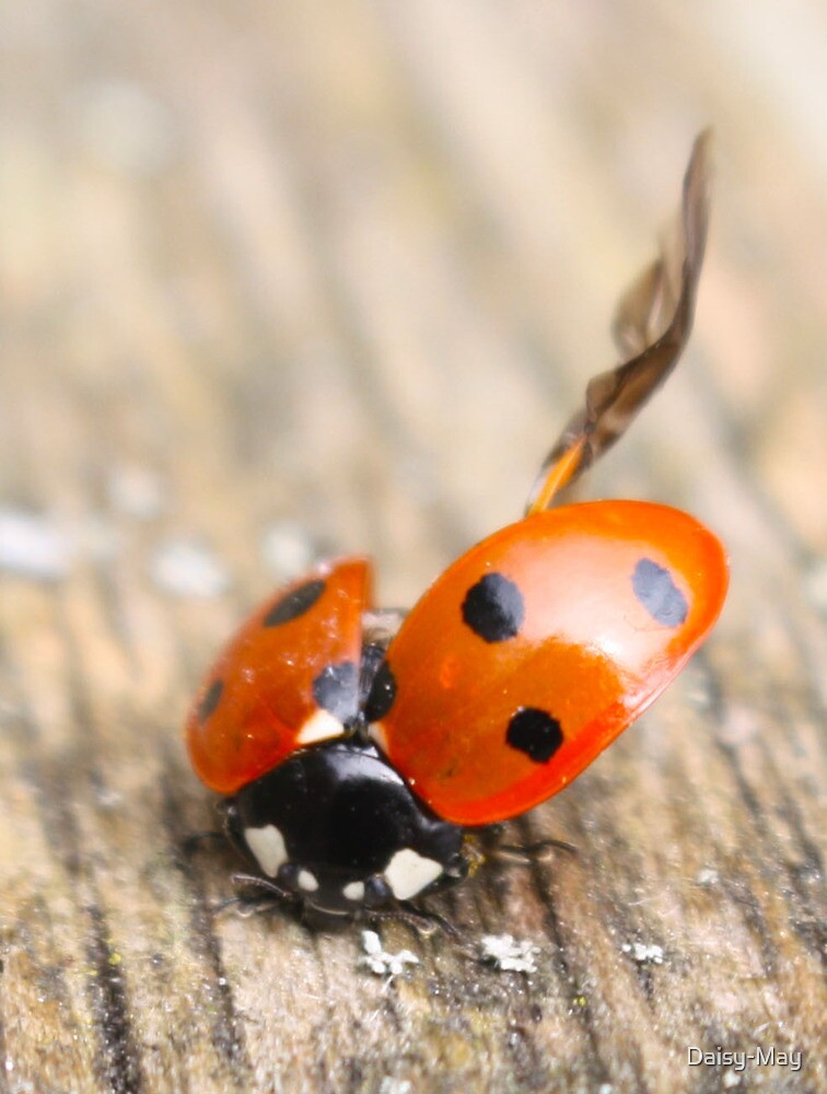 "Crash Landing A Ladybird puting themselves away" by DaisyMay