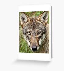 Canis Lupus Greeting Card