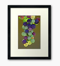 Rainbow Grapes - Hunter Valley, NSW Framed Print