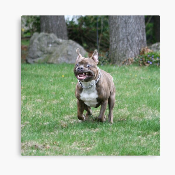 Funny Face Canvas Print
