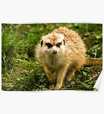 Meerkat #2 Poster