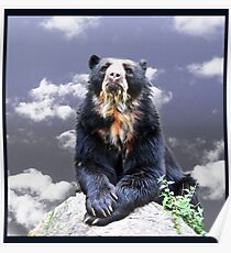 Andean Bear Poster