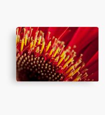 Red gerber daisy Canvas Print