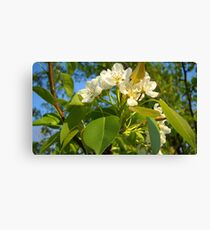 Pear Blossoms So Awesome! Canvas Print