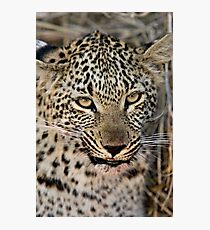 Snarl Photographic Print
