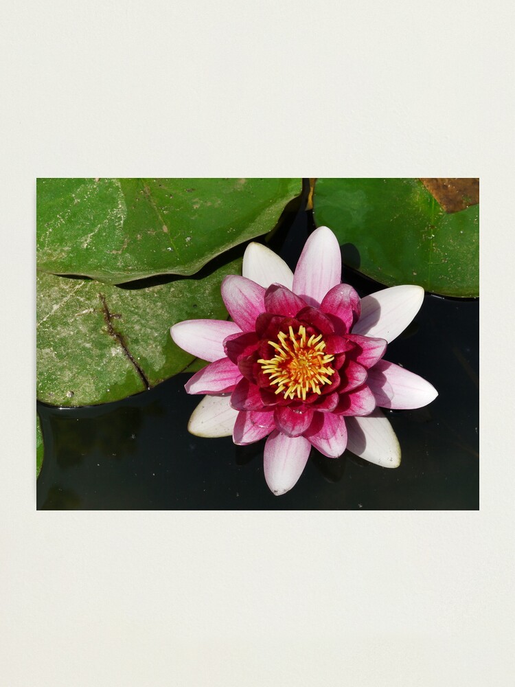Alternate view of Pink thing Photographic Print